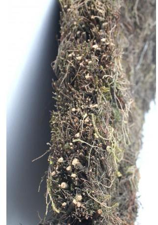 Brande épaisse 8cm Dimension Panneau - 1,00m ht x