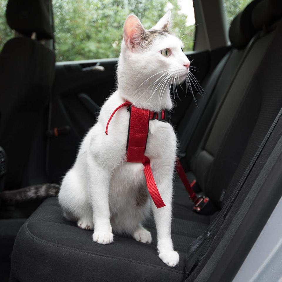 Trixie Harnais de sécurité pour voiture pour chat