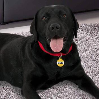 Collier pour chien - Médaille os - Noir - M