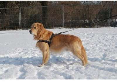 Hurtta Harnais Rembourré 100 cm pour chien zwart -