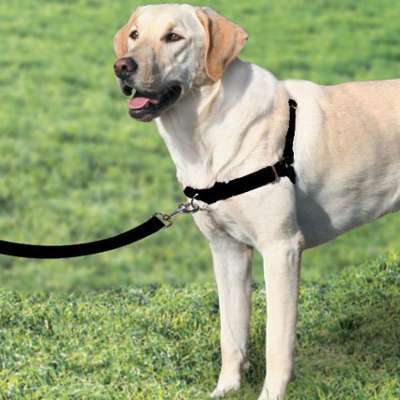 Harnais Easy Walk avec laisse