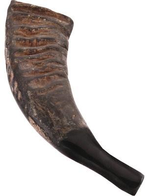 Water Buffalo Horn