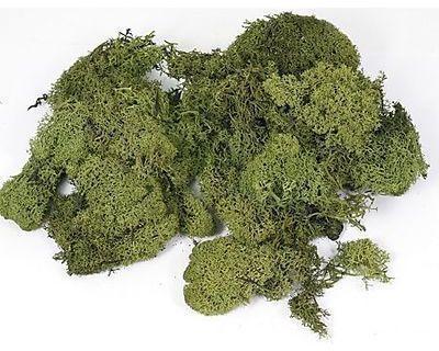 Mousse d Islande verte 250 g Mousse d Islande verte 250
