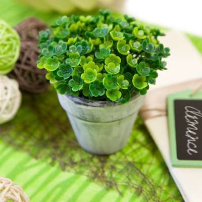 PLANTE GRASSE EN POT CÉRAMIQUE 4 COLORIS