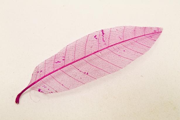 Feuilles squelettes fuchsia x12