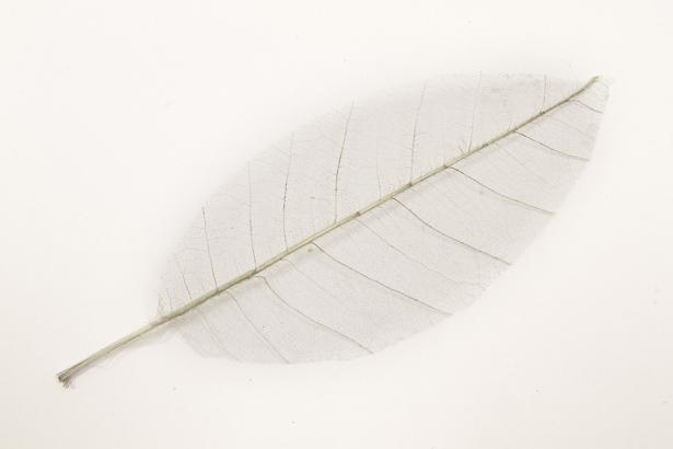 Feuilles squelettes grises x12