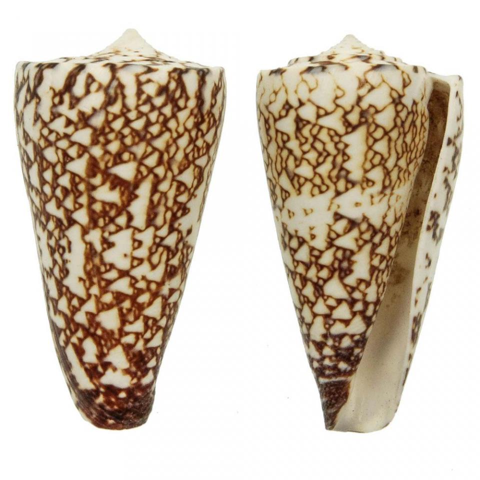 Coquillage conus thalassiarchus - Tailles diverses