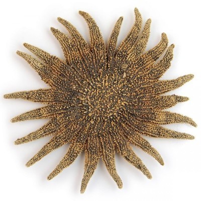 Etoile de mer picnopodia helianthoides - Tailles d