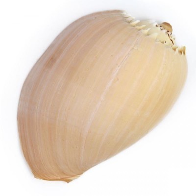 Coquillage demi voluta melo aethiopica - Tailles d