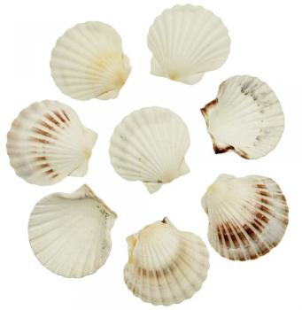 Coquillages argopecten irradians - 7 à 9 cm - lot de Coquillages argopecten irradians