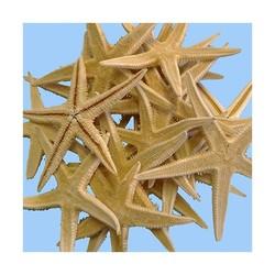 ETOILE DE MER PLATE NATURELLE 3.5/6 CM