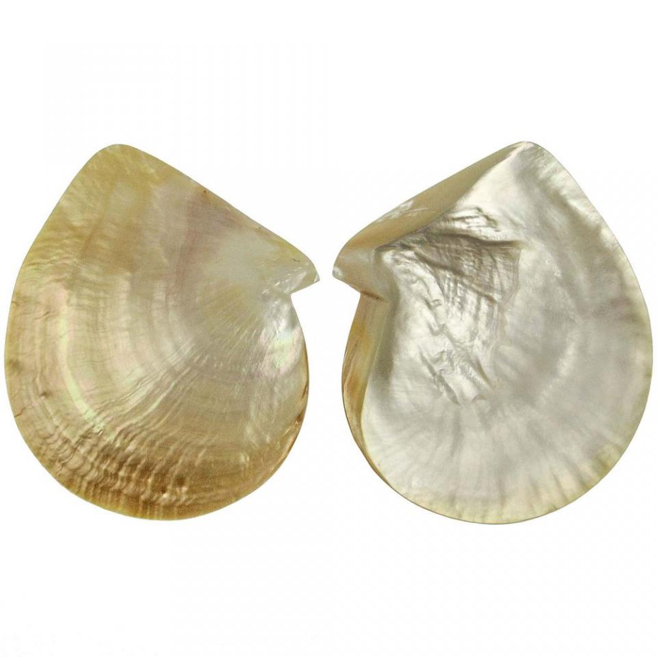 Nacre de coquillage mother of pearl - Tailles di