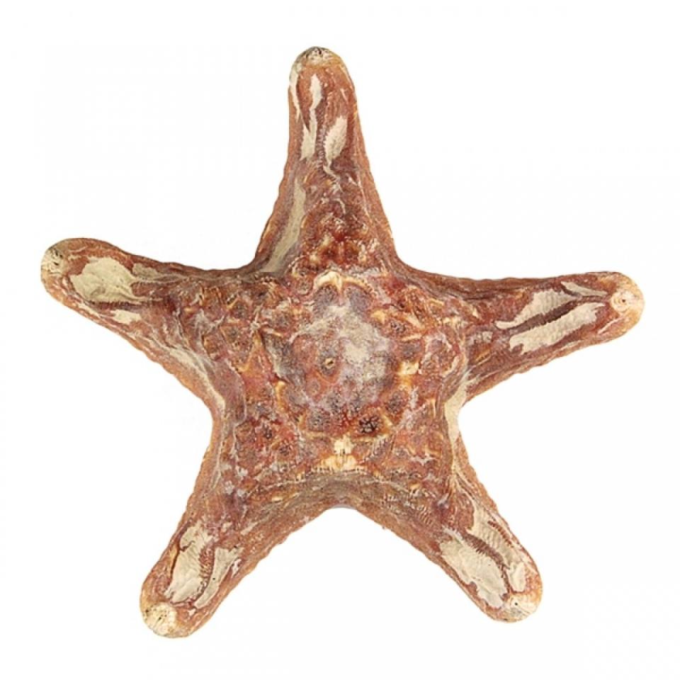 Etoile de mer choriaster - Tailles diverses