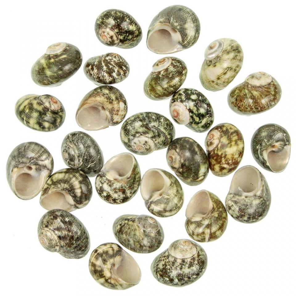 Coquillages turbo cinerius polis - 3 à 4 cm - Lot