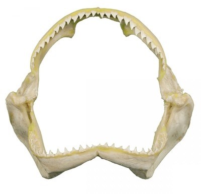Mâchoire de requin carcharhinus - Tailles diverses