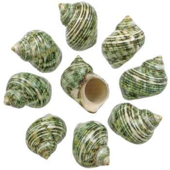Coquillages turbo turquesa - 5 à 6 cm - Lot de 2 Coquillages turbo turquesa