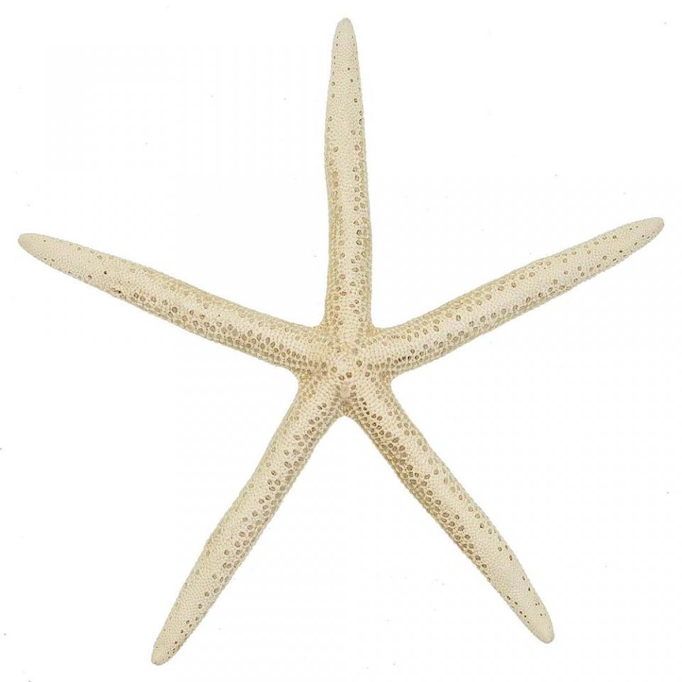 Etoile de mer linckia laevigata blanche - Tailles