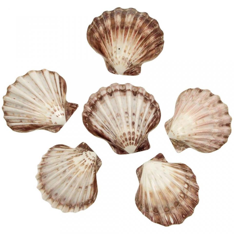 Coquillage lyropecten nodosus poli - Tailles diver