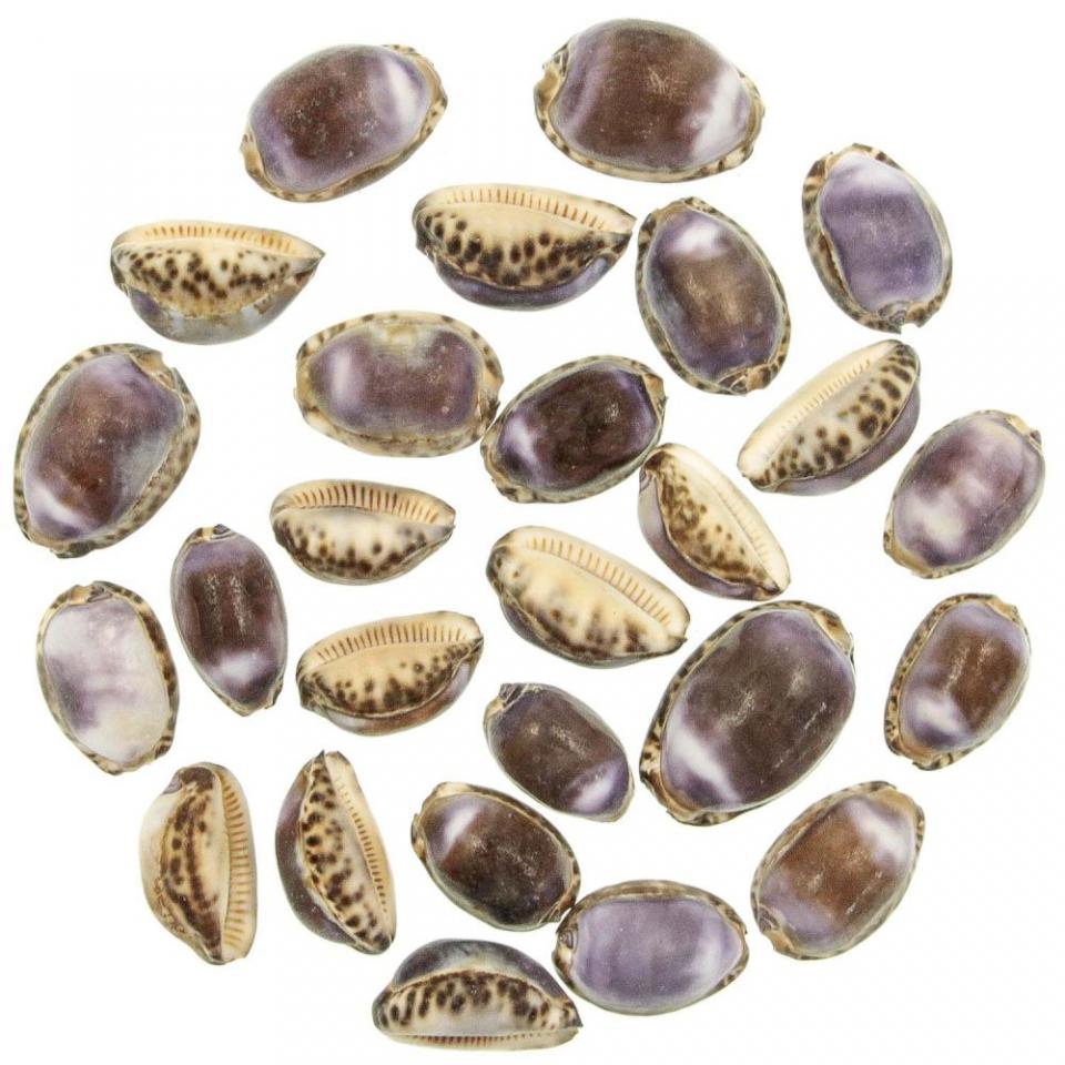 Coquillages cypraea eglantina violet - 3 à 4.5 cm