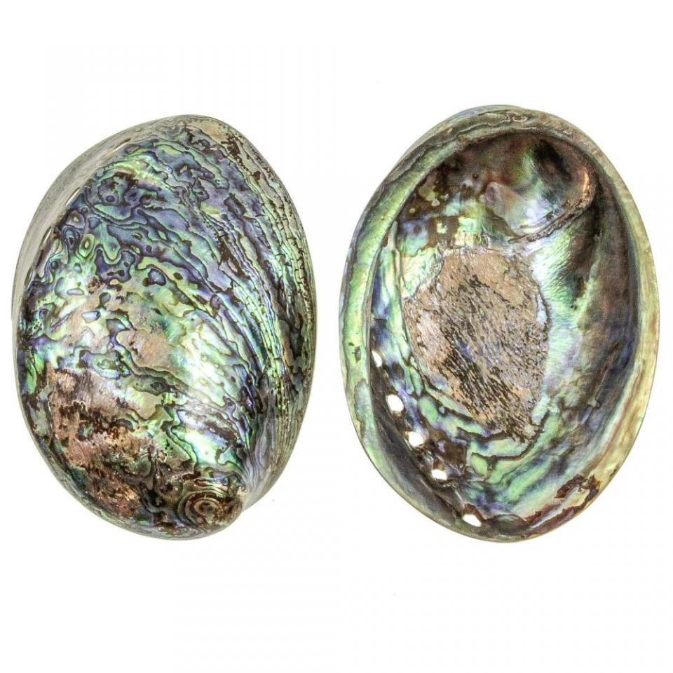 Coquillage haliotis abalone poli - Tailles diverse