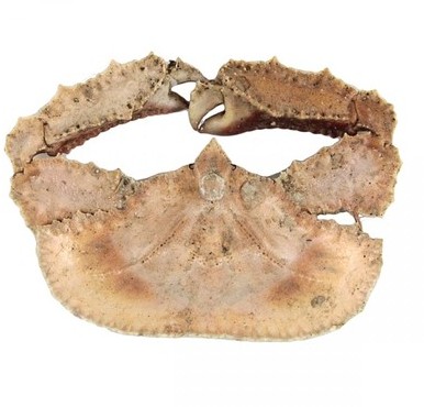 Crabe cryptopodia fornicata naturalisé - Tailles d