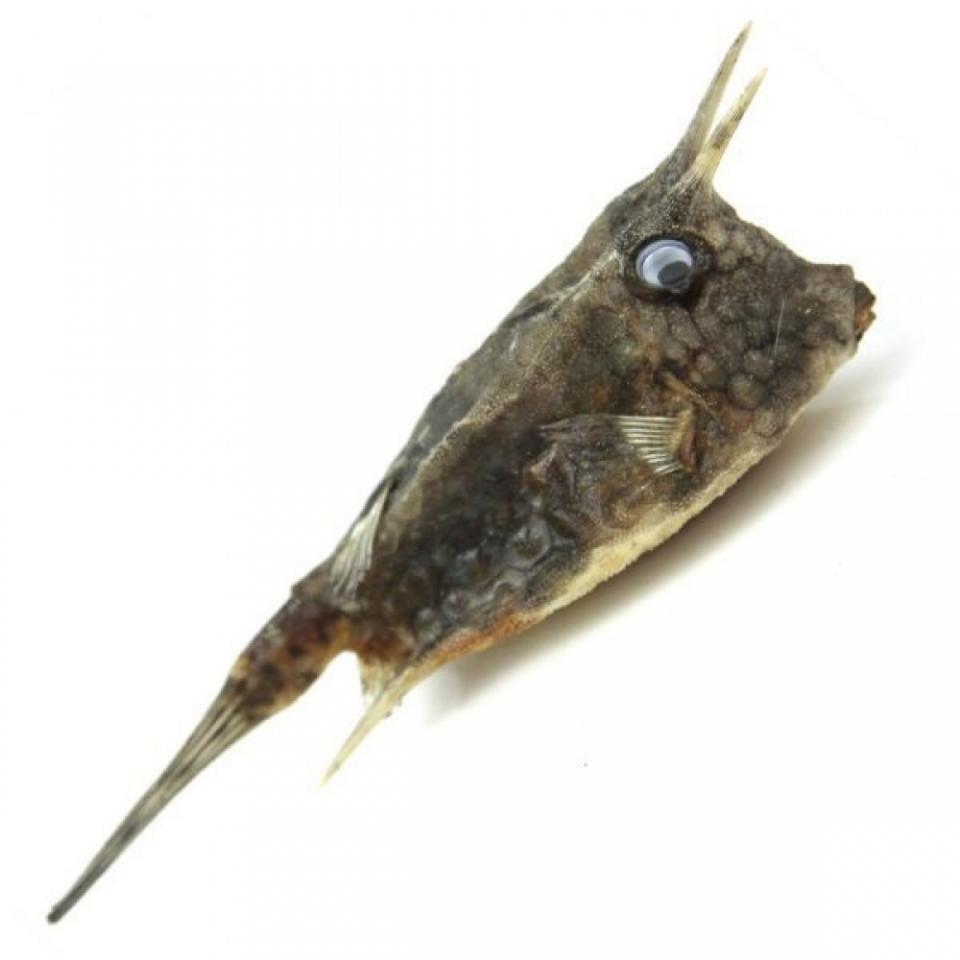 Poisson cowfish quadricornis naturalisé - Tailles