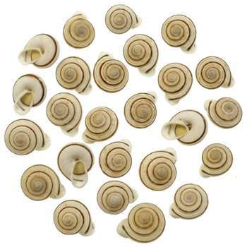 Coquillages obba bigonia - 2 à 3 cm - Lot de 5 Coquillages obba bigonia -