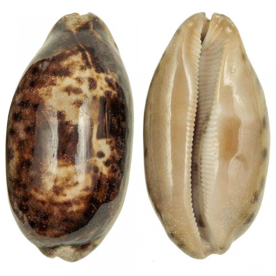 Coquillage cypraea testudinaria - Tailles diverses