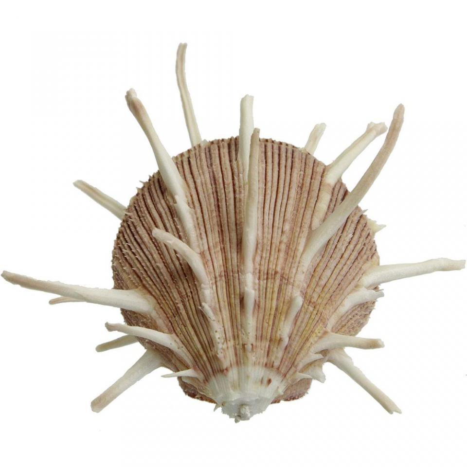 Coquillage spondylus regius - Tailles diverses