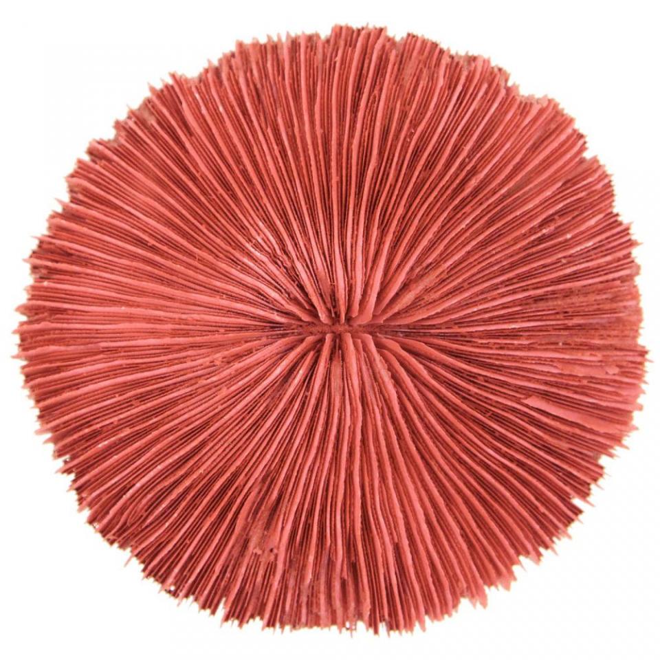 Corail fungia fungites rouge - Tailles diverses