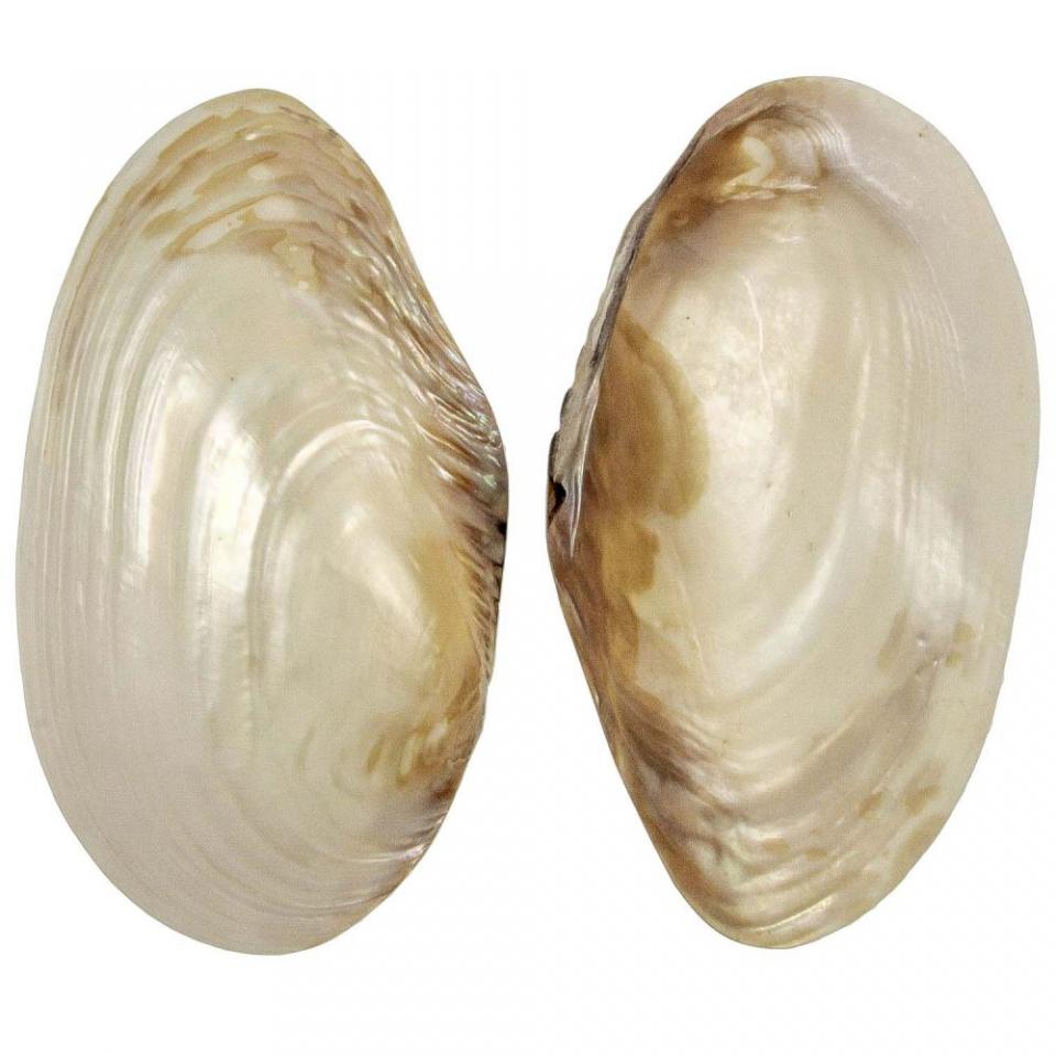 Coquillage mussel nacré - Tailles diverses