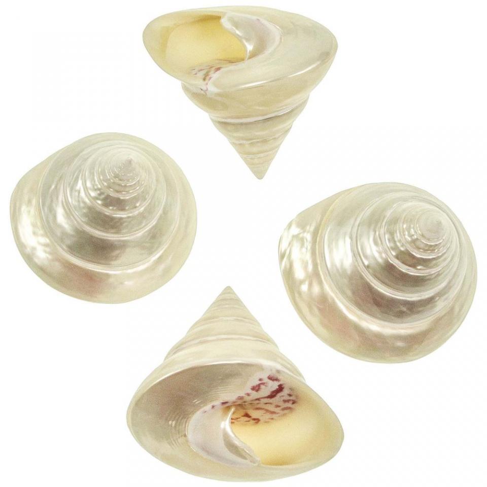 Coquillage trochus nicolitus nacré poli - Tailles