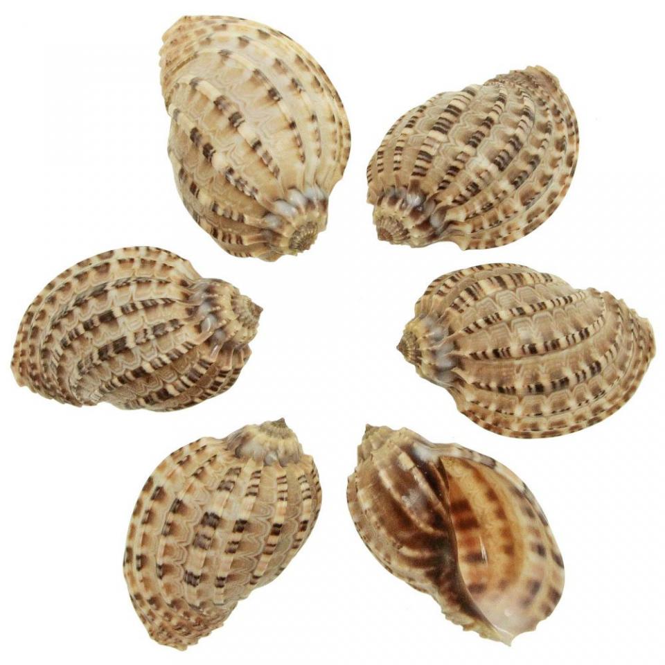 Coquillages harpa articularis - 7 à 9 cm - Lot de