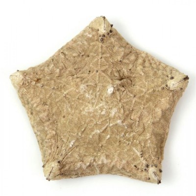 Etoile de mer coussin culcita novaeguineae - Taill