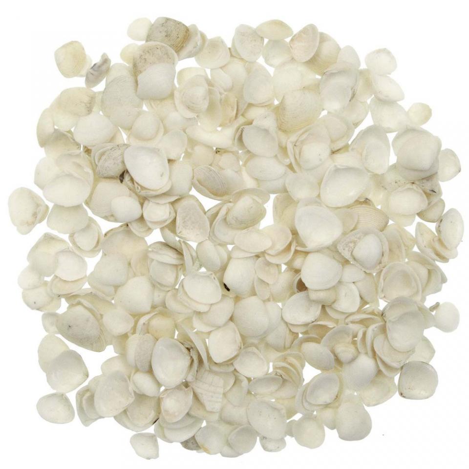 Coquillages tellina blancs - 1 à 2.5 cm - 100 gram