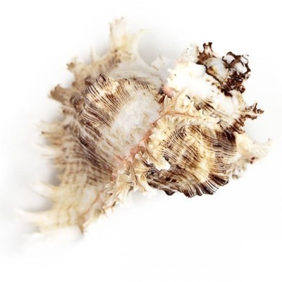 Coquillage murex ramosus - Tailles diverses