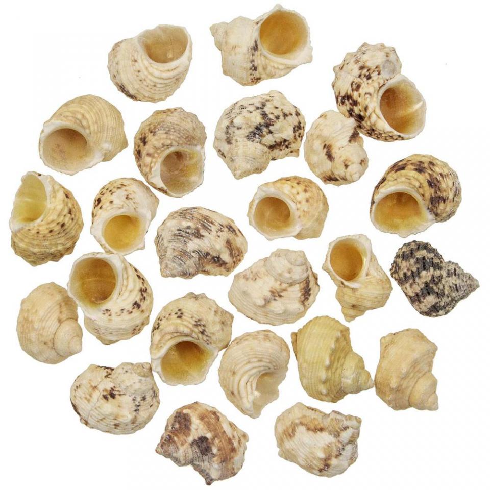 Coquillages turbo goldmouth - 3 à 5 cm - 100 gramm