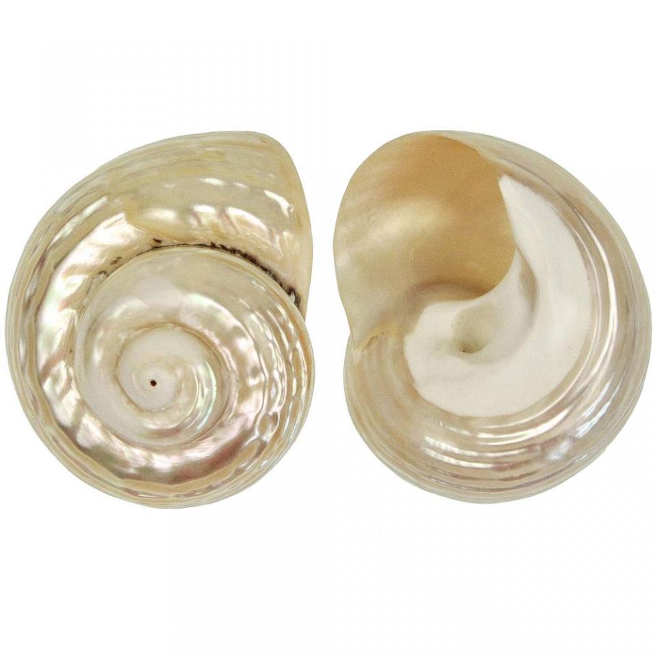 Coquillage turbo undulata nacré - Tailles diverses