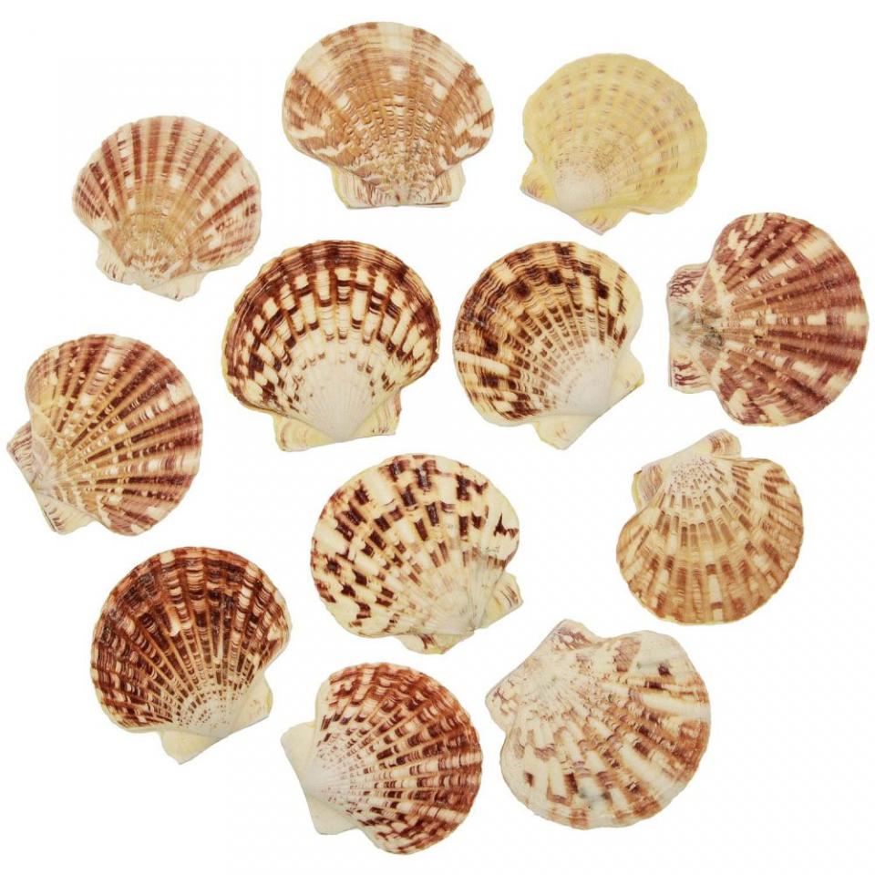 Coquillages pecten macarensis entiers - 5 à 6 cm -