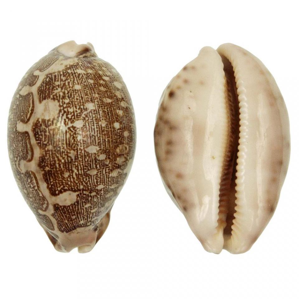 Coquillage cypraea mappa - Tailles diverses