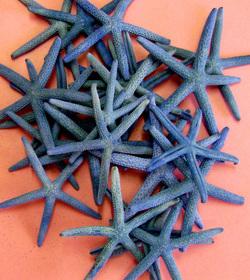 ETOILE DE MER LONG BRAS COLOREE 7/9 cm