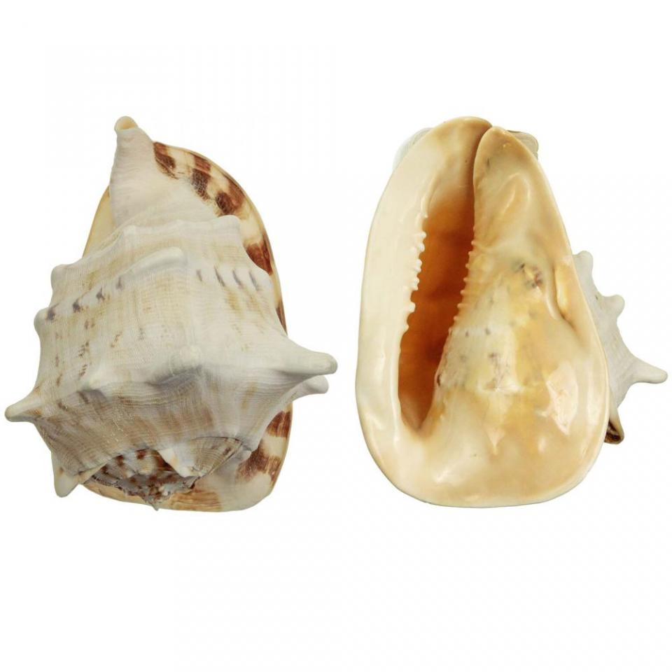 Coquillage cassis cornuta - Tailles diverses