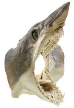 Tête de requin mako naturalisée Tête de requin mako naturalisée