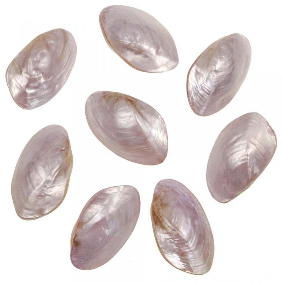 Coquillages mussel nacrés polis mauves entiers - 6