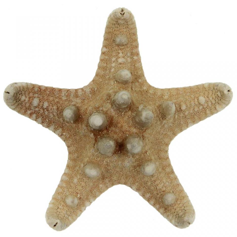Etoiles de mer rhino protoreaster nodosus - Taille