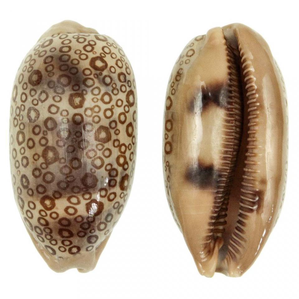 Coquillage cypraea argus - Tailles diverses