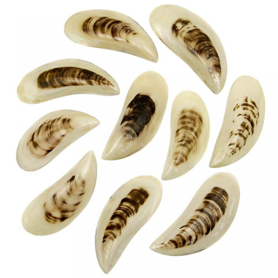 Coquillages perna viridis entier poli - Tailles di