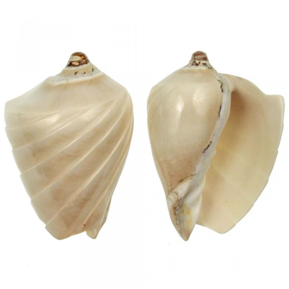 Coquillage voluta nobilis taillé et poli - Tailles