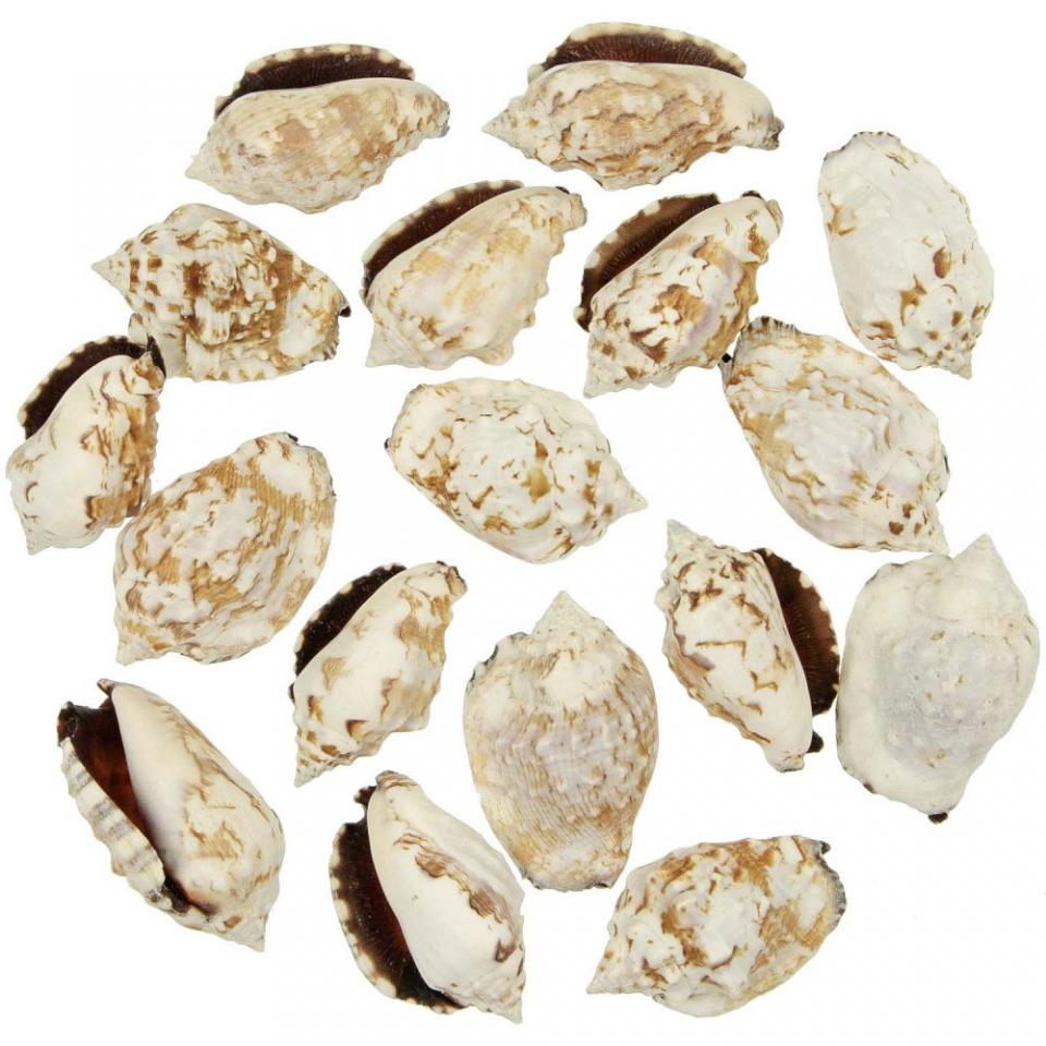 Coquillages strombus picpus - 5 à 6 cm - Lot de 5