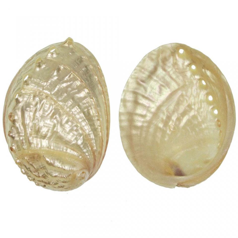 Coquillage haliotis discus nacré - Tailles diverse